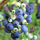Vaccinium c. 'Hortblue Petite' 20-25 cm 2,0L