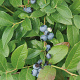Vaccinium c. 'Polaris' 10-15 cm 2,0L