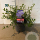 Ceanothus thyrsiflorus repens 20-25 cm 2,0L