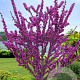 Cercis glabra 12-14 HO container