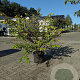 Euonymus alatus 100-125 cm 12L