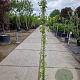 Hedera hibernica 180 cm 2,0L met stok