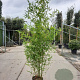 Phyllostachys aurea 175-200 cm 12L