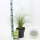 Stipa tenuissima 'Ponytails' 20-25 cm 2,0L