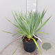 Yucca gloriosa 40-50 cm 10L