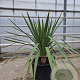 Yucca gloriosa 80-100 cm 30L