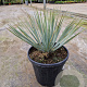 Yucca rostrata GM C6L