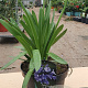 Agapanthus 'Dr Brouwer' GM C3