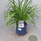 Agapanthus Eydori Blue GM 9L
