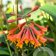 Lonicera brownii 'Dropmore Scarlet' 70 cm 2,0L