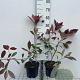 Photinia fraseri 'Red Robin' 50-60 cm 3,0L