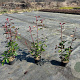 Photinia fraseri 'Red Robin' 50-60 cm 3,0L