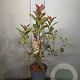Photinia fraseri 'Red Robin' 50-60 cm 3,0L