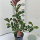 Photinia fraseri 'Red Robin' 60-80 cm 7,5L