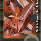 Photinia fraseri 'Red Robin' 60-80 cm 7,5L
