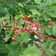 Picrasma quassioides 18-20 HO container