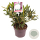 Rhododendron 'Cunningham's White' 30-40 cm 5,0L