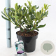 Rhododendron 'Cunningham's White' 30-40 cm 5,0L