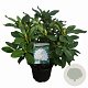 Rhododendron 'Cunningham's White' 30-40 cm 5,0L