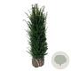 Taxus baccata 100-120 cm met kluit