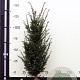 Taxus baccata 120-140 cm met kluit