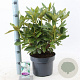 Rhododendron 'Cunningham's White' 30-40 cm 5,0L