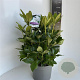 Rhododendron 'Cunningham's White' 40-50 cm 5,0L
