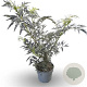 Sambucus nigra Black Lace 50-60 cm 3,5L MPS-GAP MPS-A