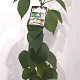 Actinidia deliciosa 'Hayward' 80-100 cm 2,0L