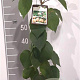 Actinidia deliciosa 'Hayward' 80-100 cm 2,0L