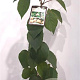 Actinidia deliciosa 'Hayward' 80-100 cm 2,0L