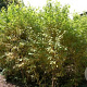 Cornus sanguinea 125-150 cm 10L