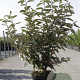 Elaeagnus ebbingei 80-100 cm 7,5L