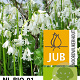 Hyacinthoides hispanica Wit/ White 8-10 cm verpakt per 100