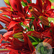 Lilium Aziatisch Rood 16-18 cm verpakt per 5