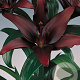 Lilium Aziatisch Zwart 16-18 cm verpakt per 5