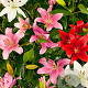 Lilium Aziatisch Gemengd 16-18 cm verpakt per 5