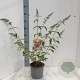 Buddleja weyer. 'Flower Power' 30-40 cm 3,0L