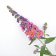 Buddleja weyer. 'Flower Power' 40-50 cm 2,0L