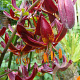 Lilium martagon 'Claude Shride' 16-18 cm verpakt per 25