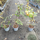 Carpinus betulus 60-80 cm 2,0L