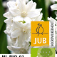 Puschkinia libanotica Alba 5-6 cm verpakt per 100