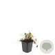 Geranium macrorrhizum GM P9