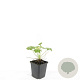 Geranium macrorrhizum GM P9
