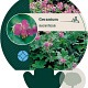 Geranium macrorrhizum GM P9