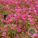 Geranium macrorrhizum GM P9