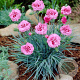 Dianthus 'Rosenkuchen' GM P9