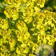 Euphorbia seguieriana niciciana GM P9