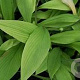 Hosta rectifolia GM volle grond