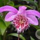 Pleione bulbocodioides GM volle grond